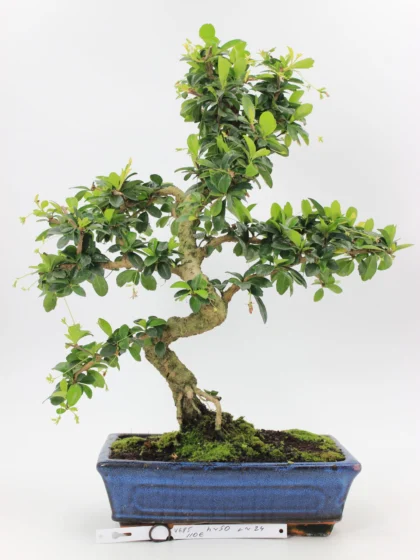 Carmona bonsai
