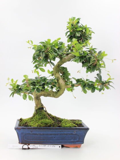 Carmona bonsai