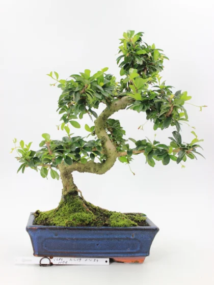 Carmona bonsai