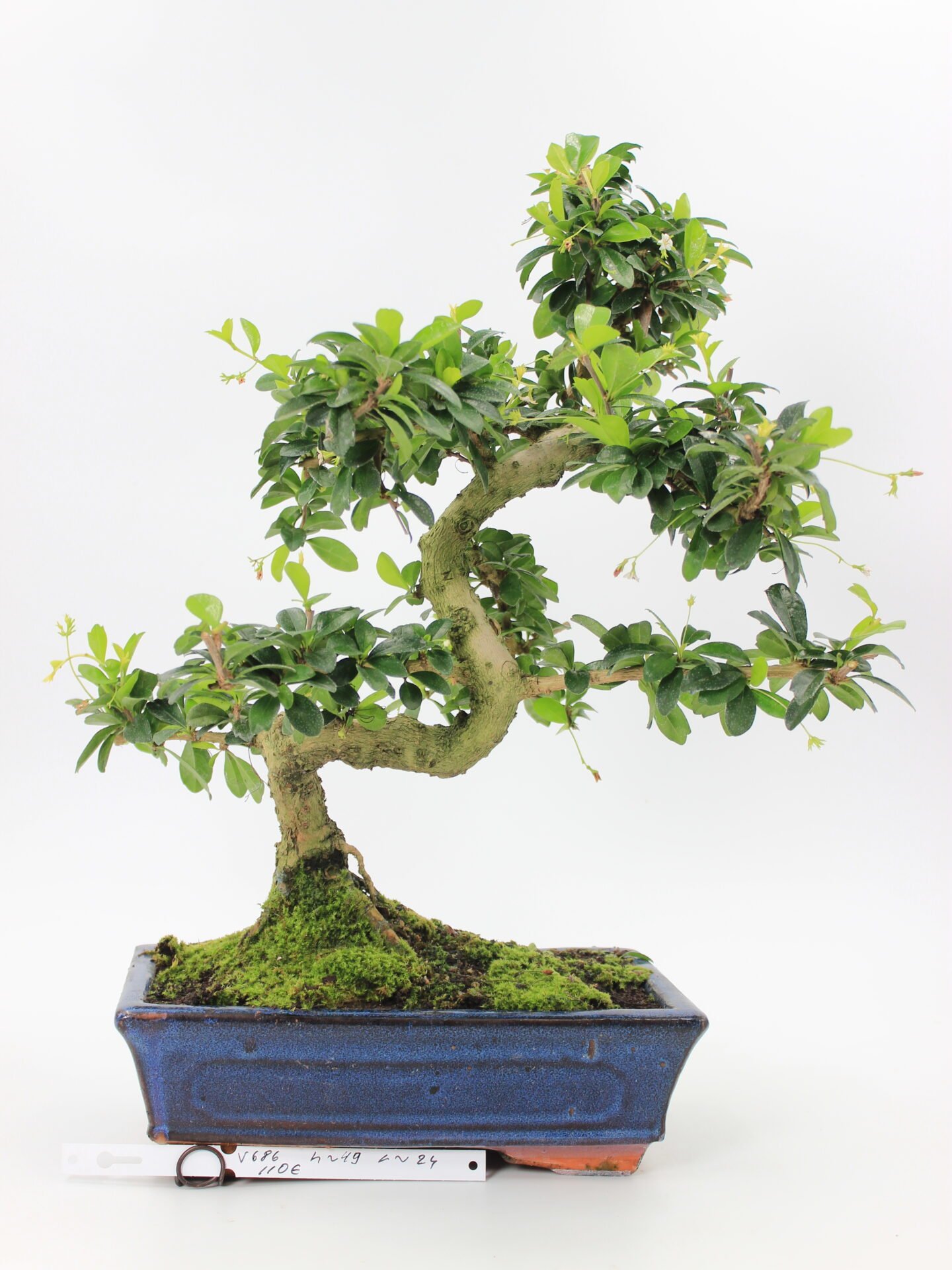 Carmona bonsai