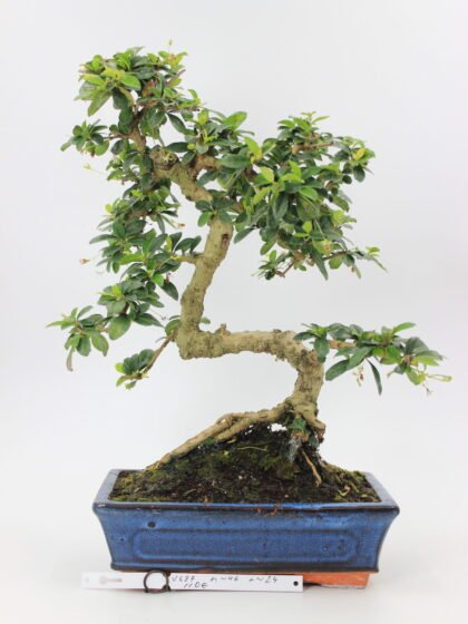 Carmona bonsai