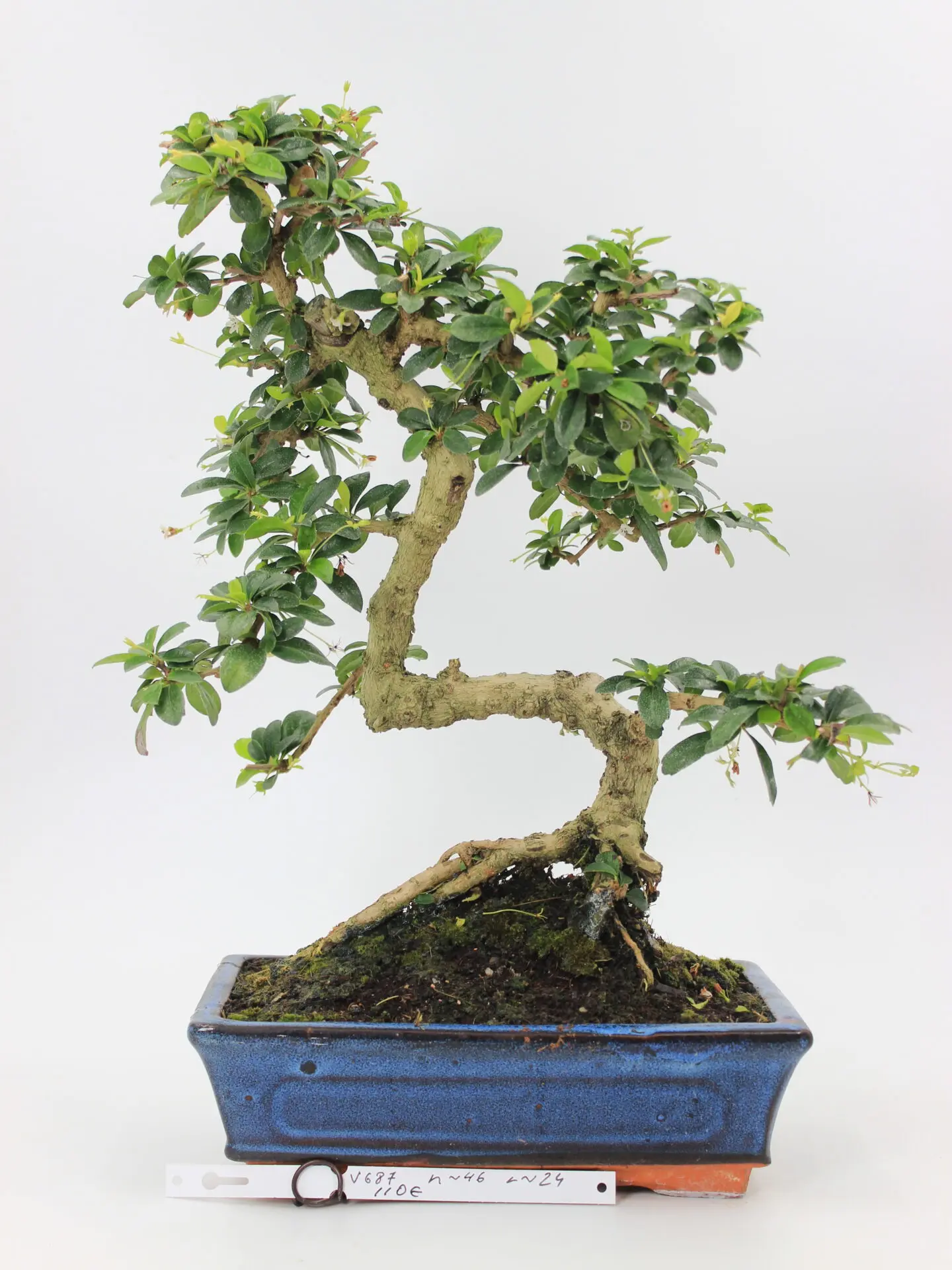 Carmona bonsai