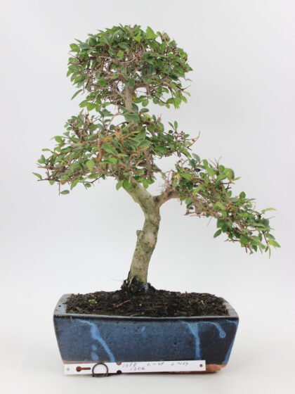 Zelkova bonsai