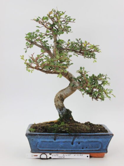 Zelkova bonsai