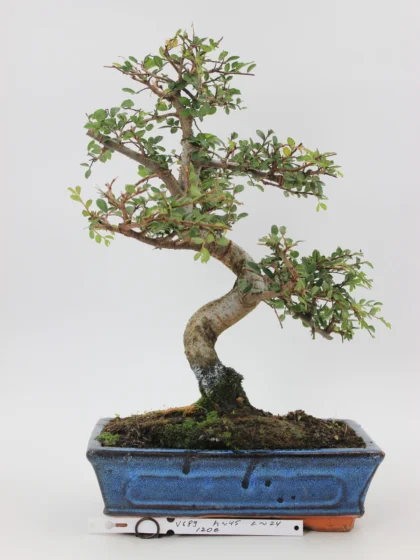 Zelkova bonsai