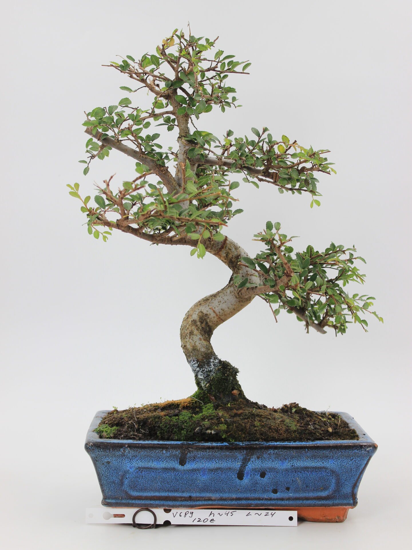 Zelkova bonsai