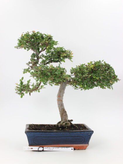Zelkova bonsai