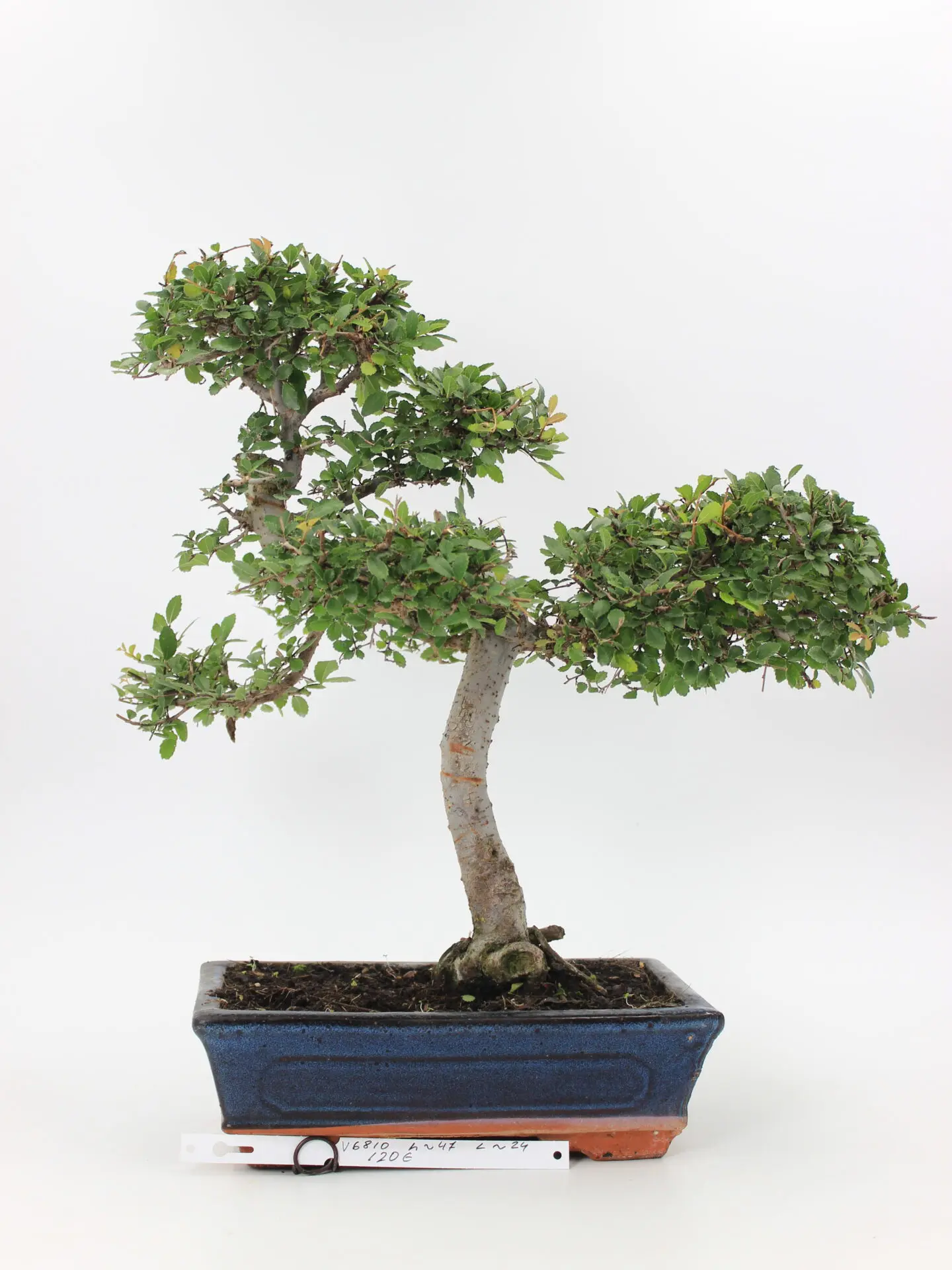Zelkova bonsai