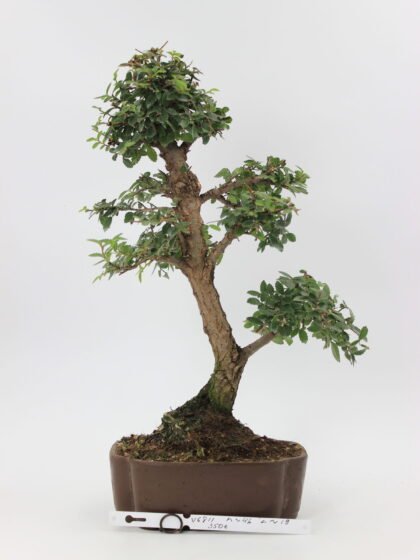 Ulmus parvifolia – kininė guoba bonsai