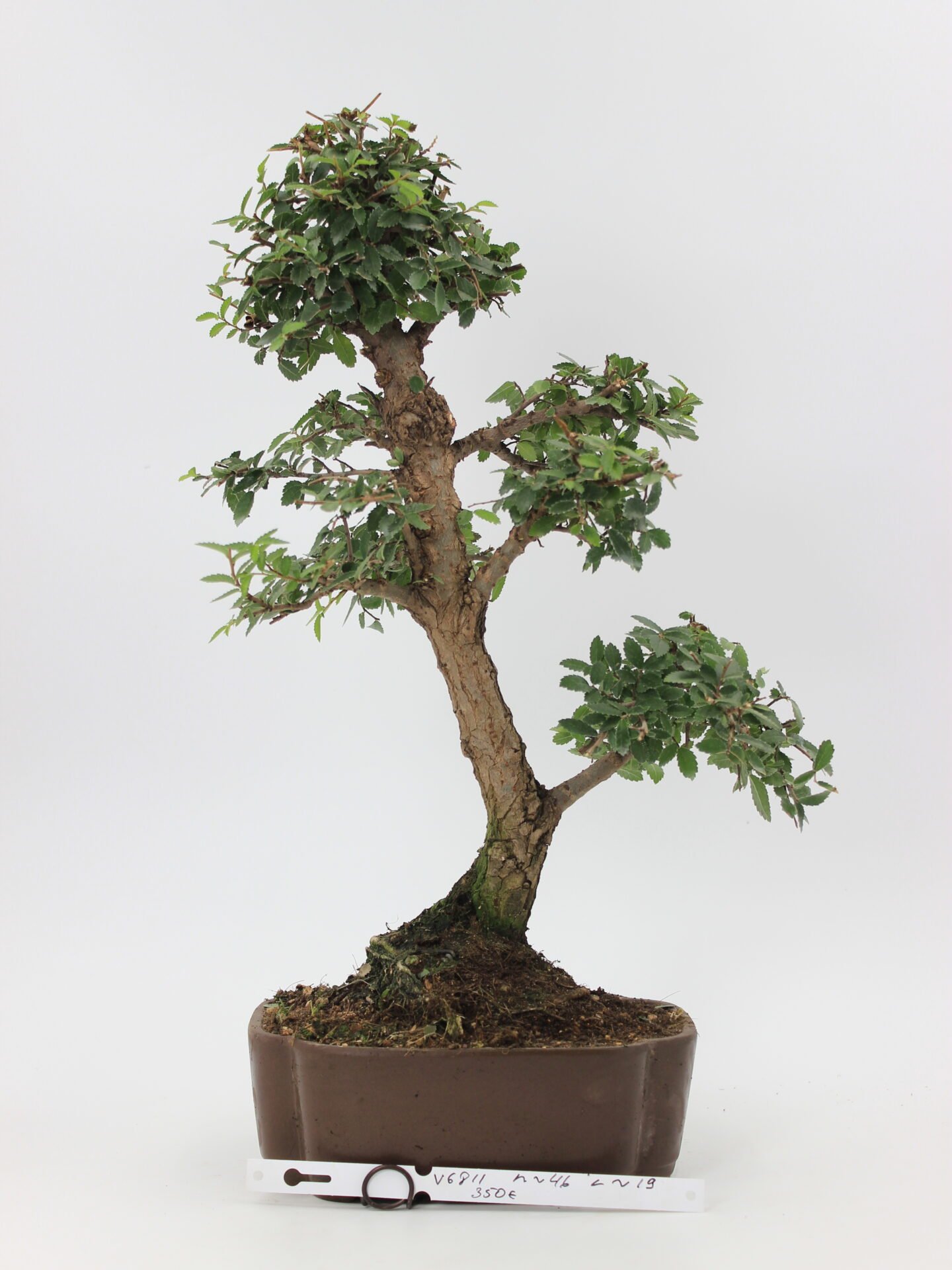 Ulmus parvifolia – kininė guoba bonsai