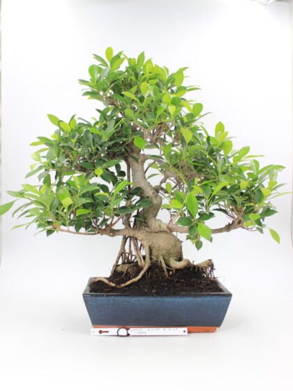 Ficus retusa bonsai