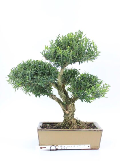 Buxus harlandi bonsai