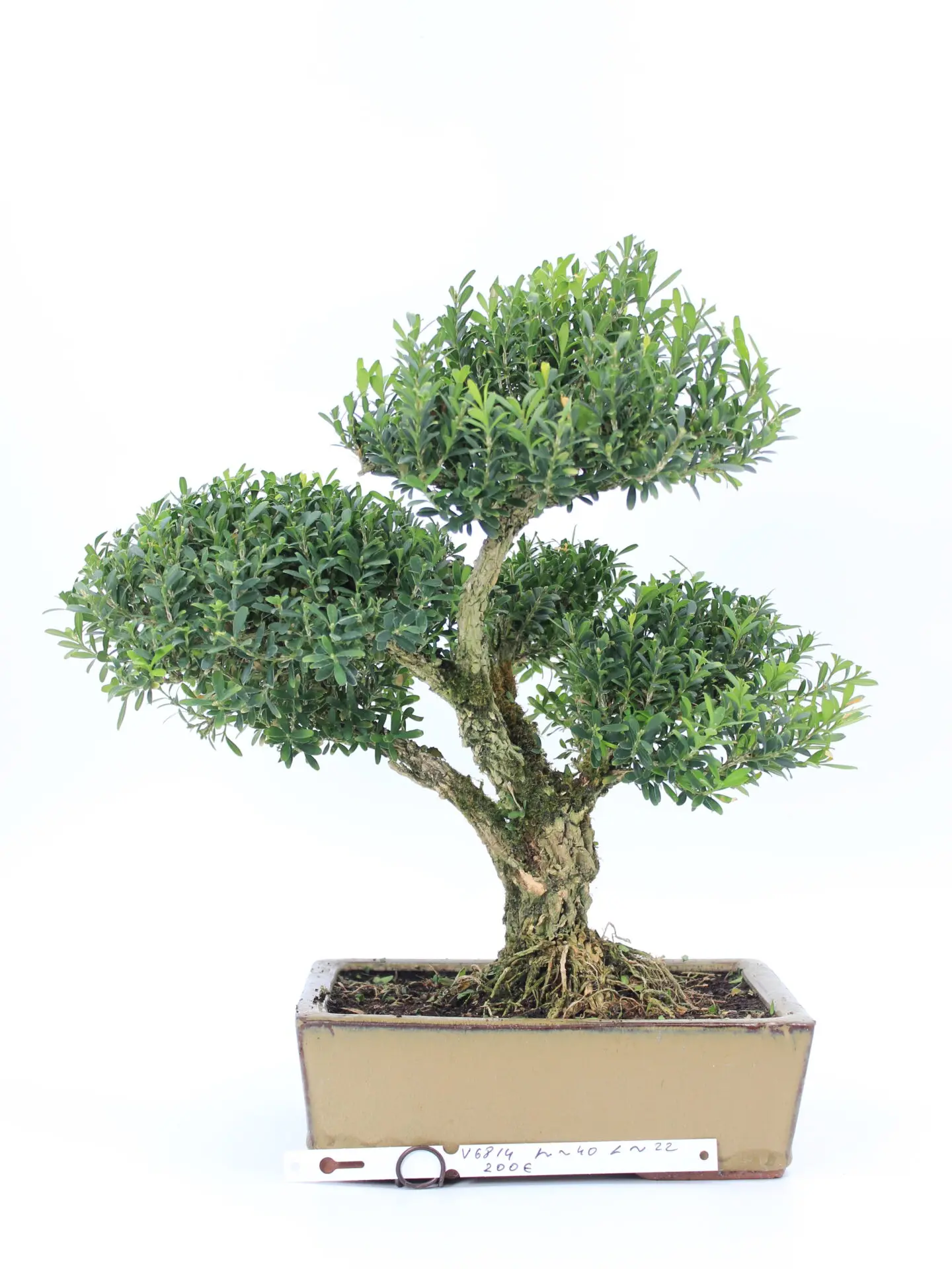 Buxus harlandi bonsai