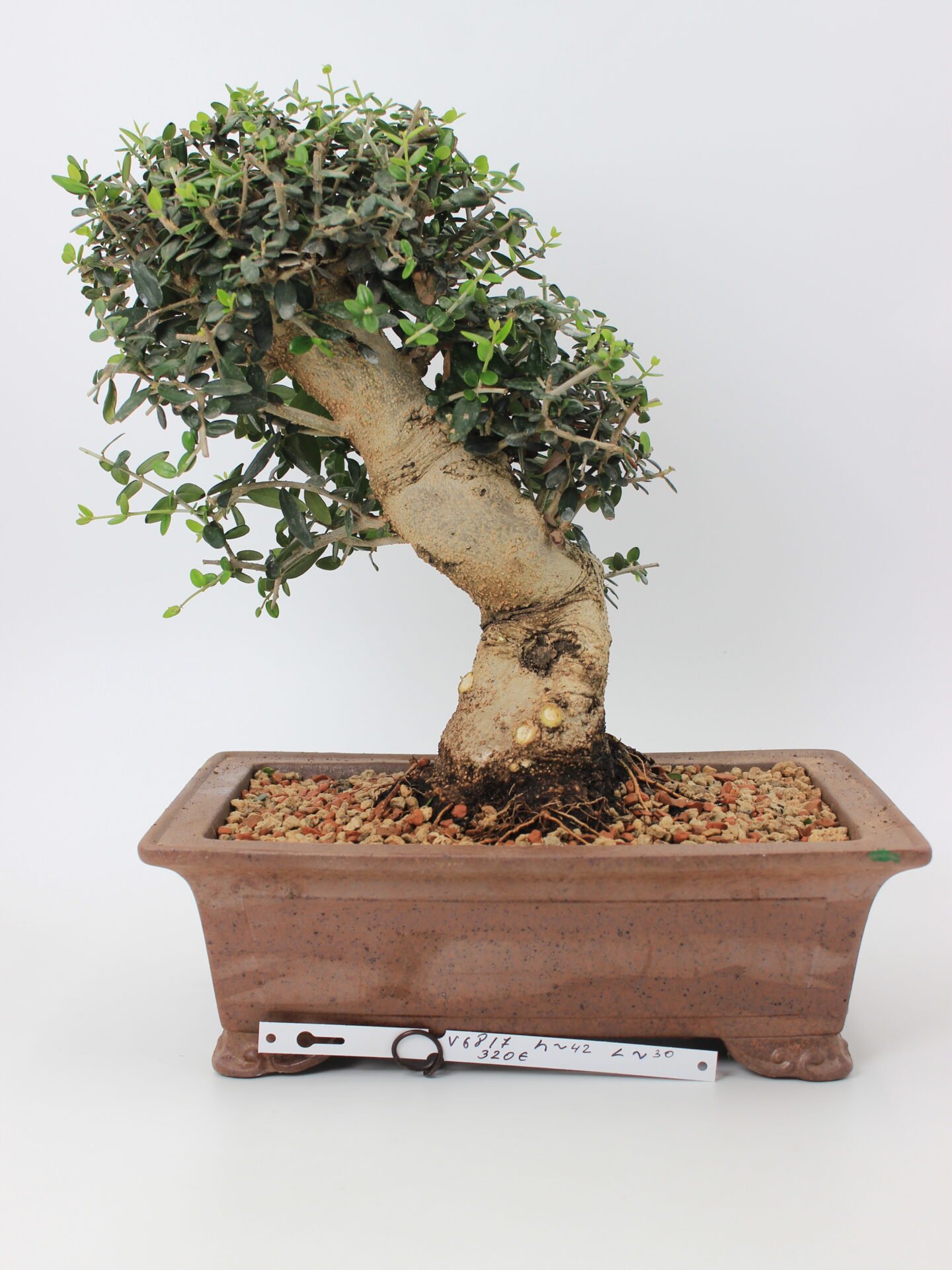 Olea bonsai