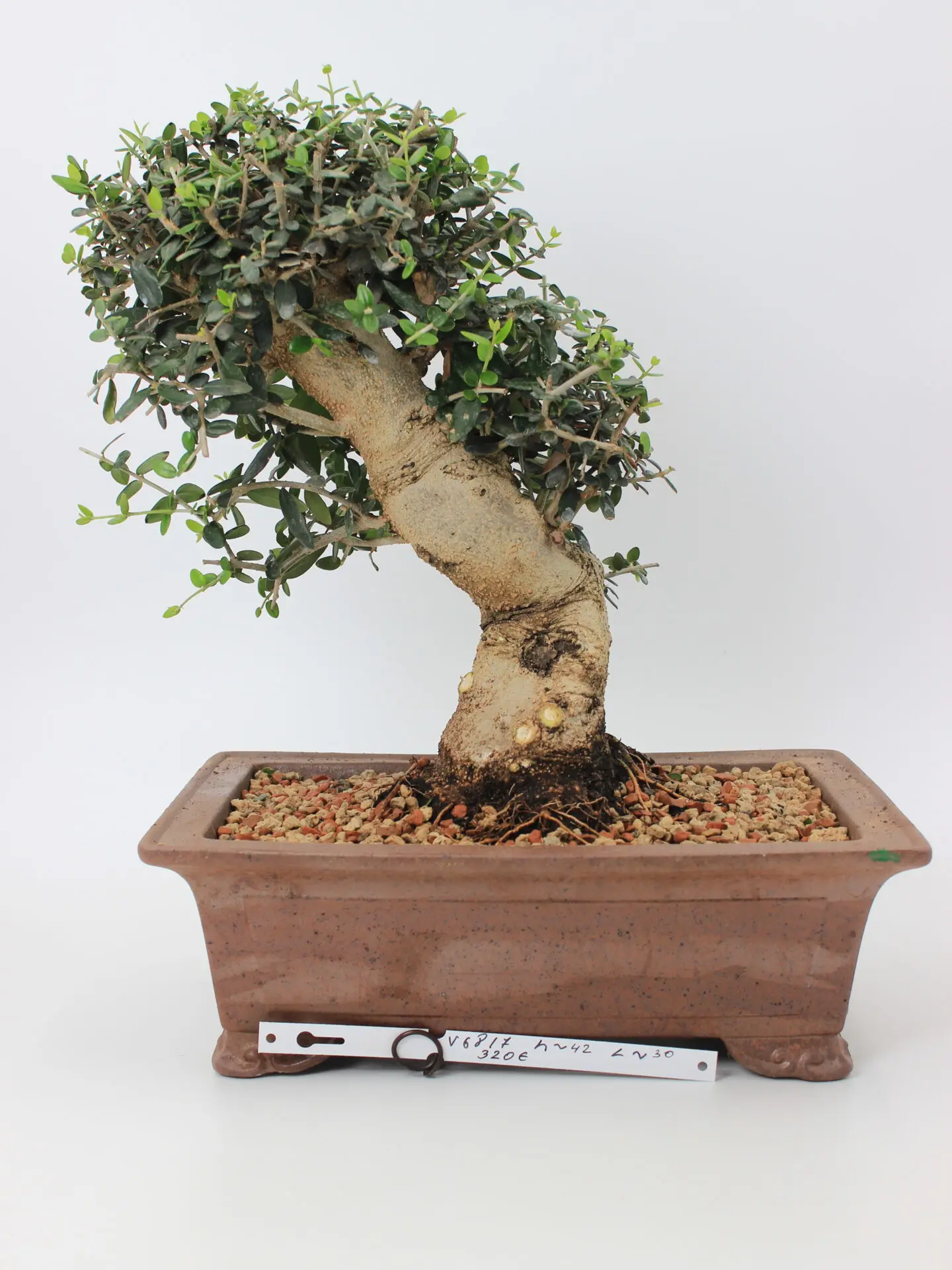 Olea bonsai