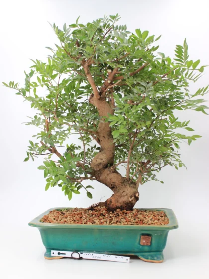 Pistacia bonsai