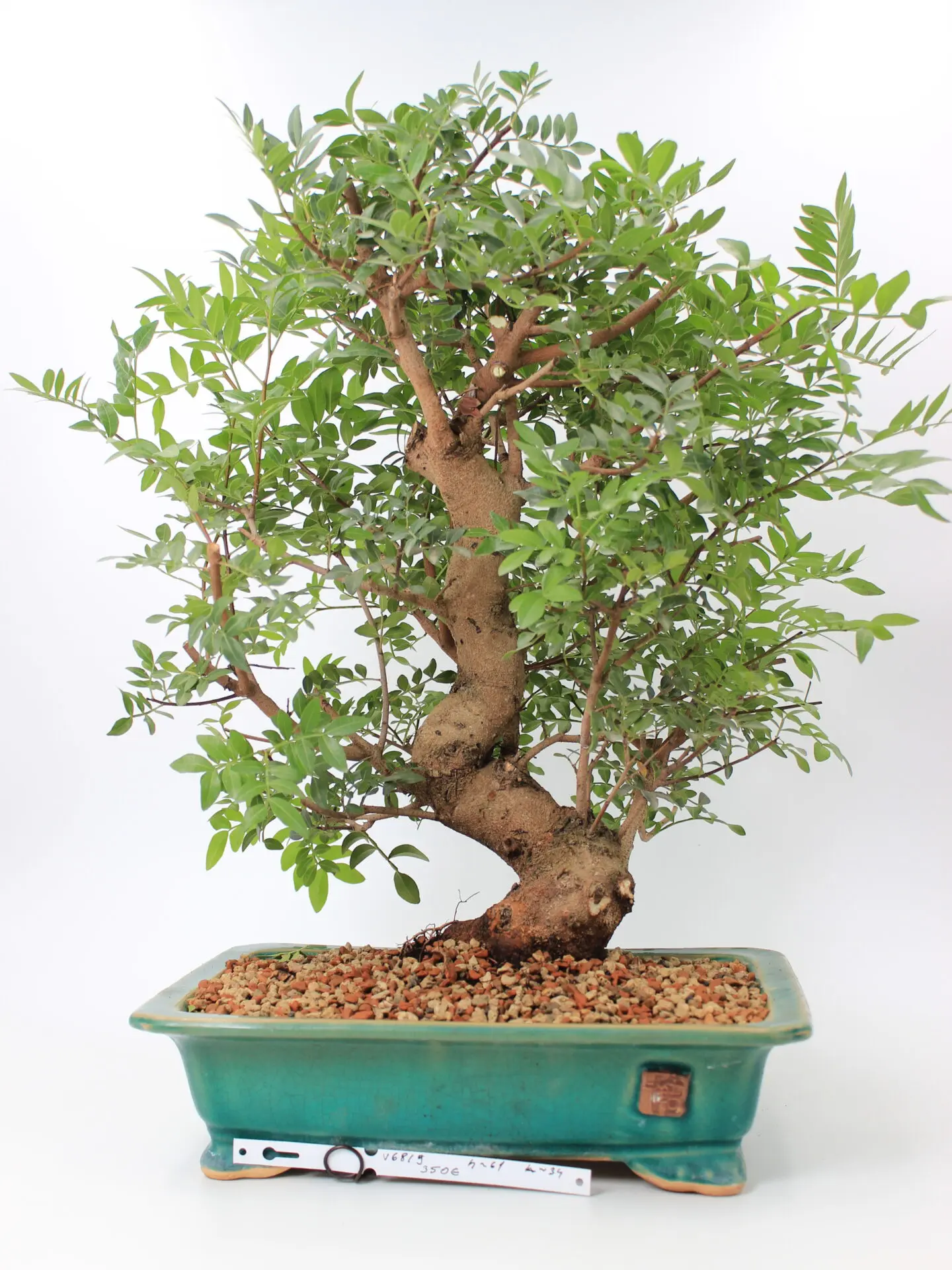 Pistacia bonsai