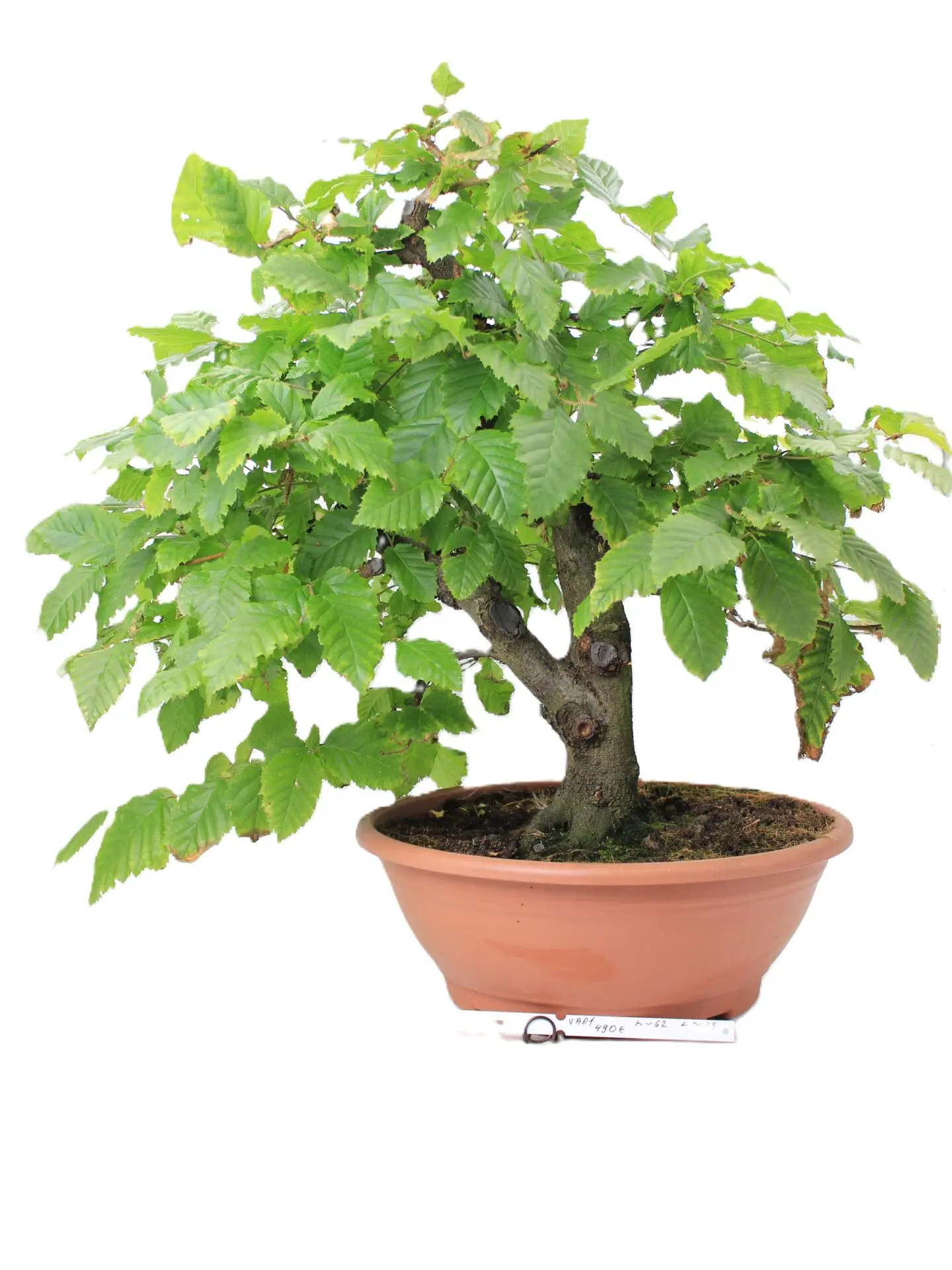 Carpinus betulus bonsai