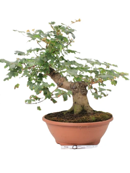 Acer campestre bonsai.