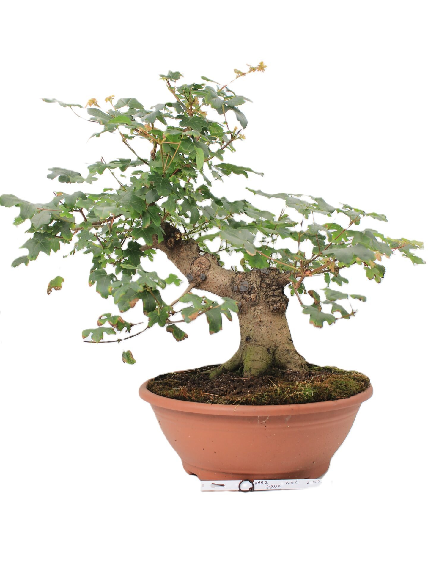 Acer campestre bonsai.