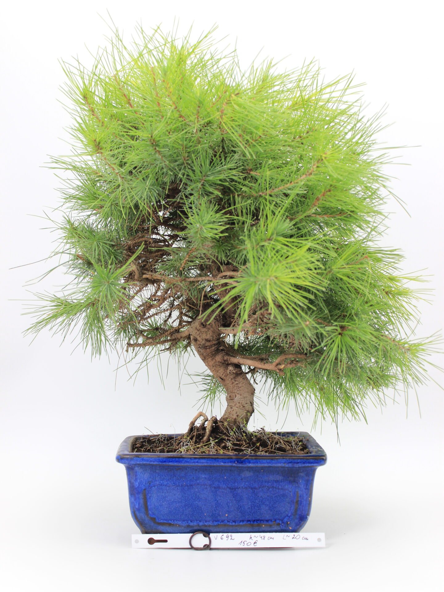 bonsai alepo pušis