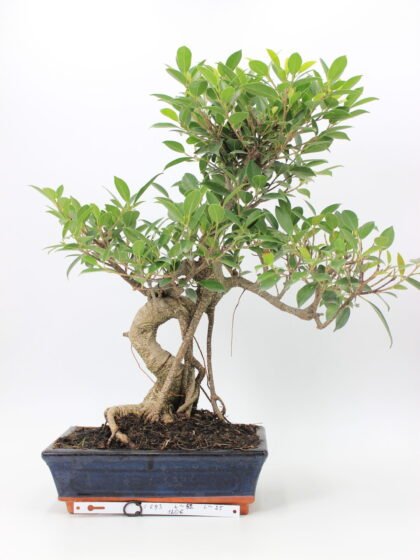 Ficus Retusa bonsai