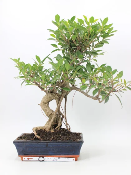 Ficus Retusa bonsai