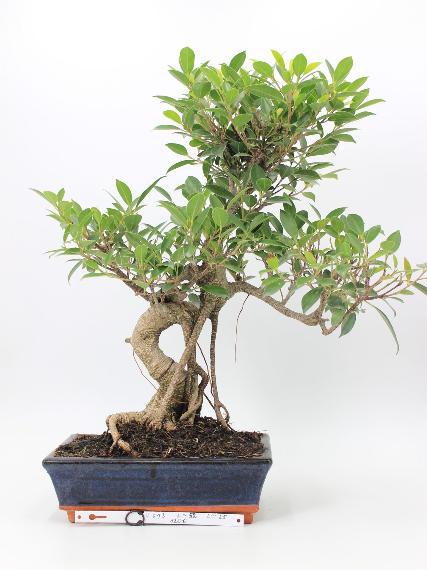 Ficus Retusa bonsai
