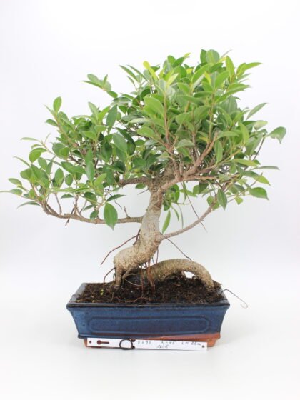 Ficus retusa bonsai