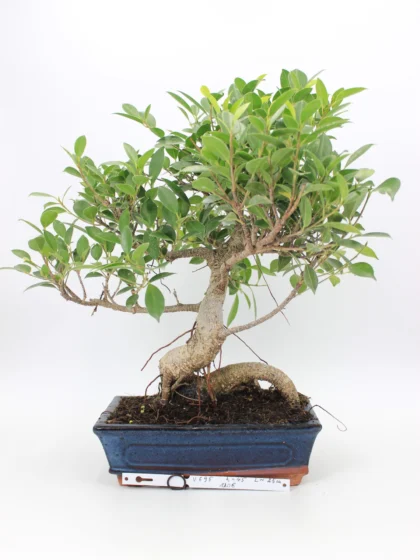 Ficus retusa bonsai