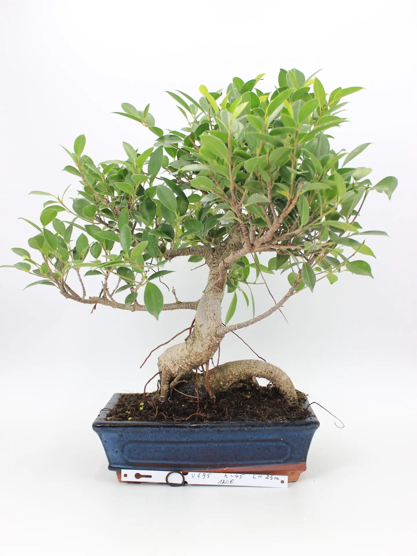 Ficus retusa bonsai