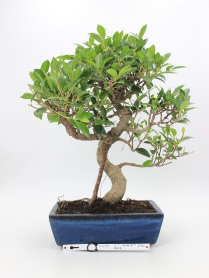 Ficus Retusa bonsai