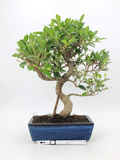 Ficus Retusa bonsai
