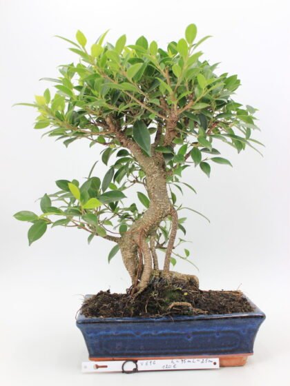 Ficus Retusa bonsai
