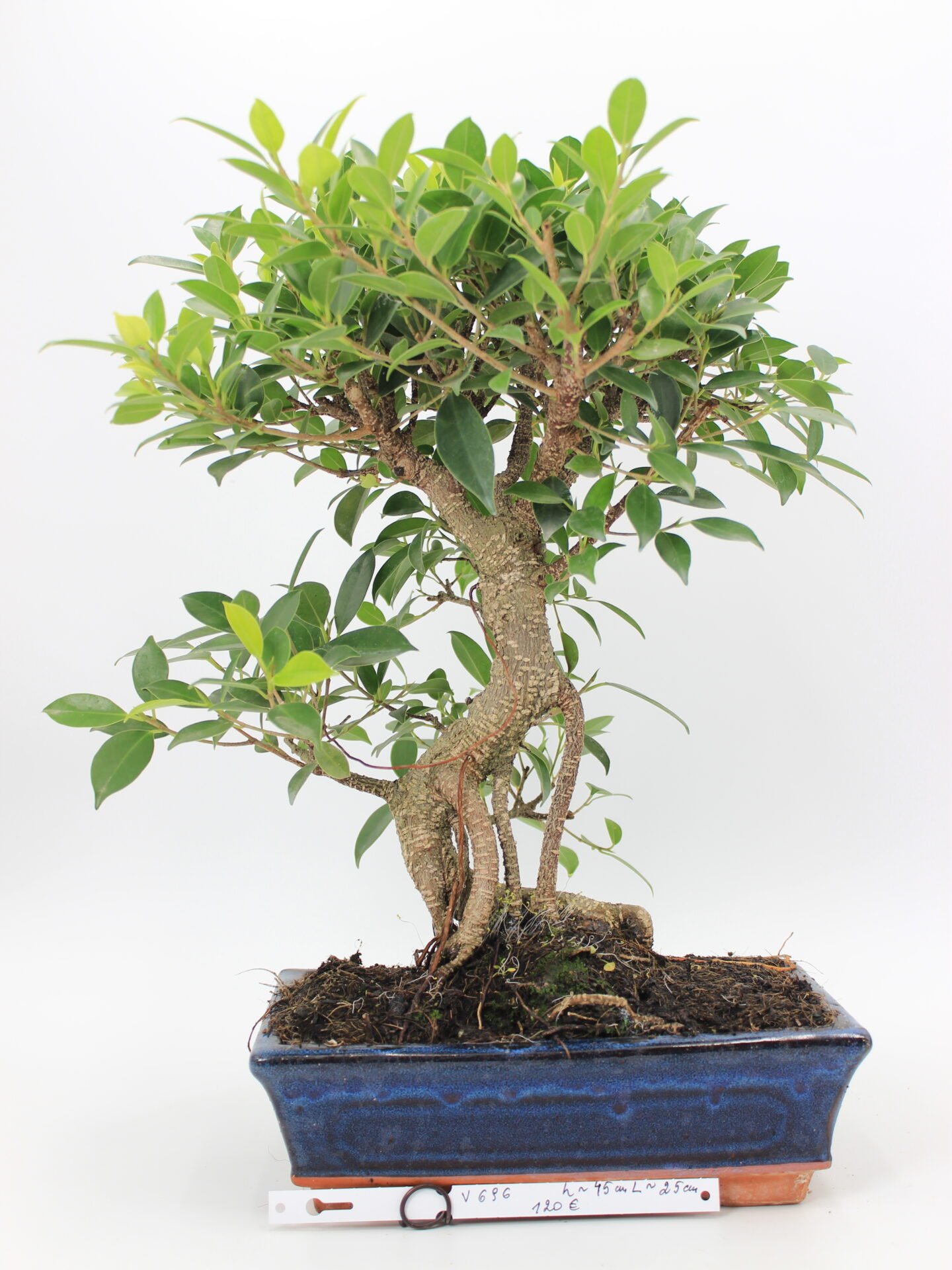 Ficus Retusa bonsai