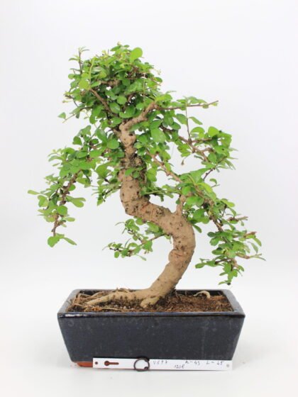carmona bonsai