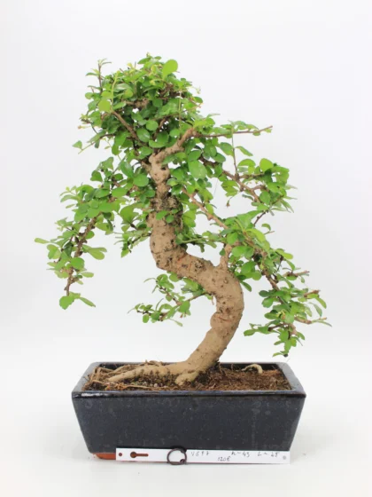 carmona bonsai
