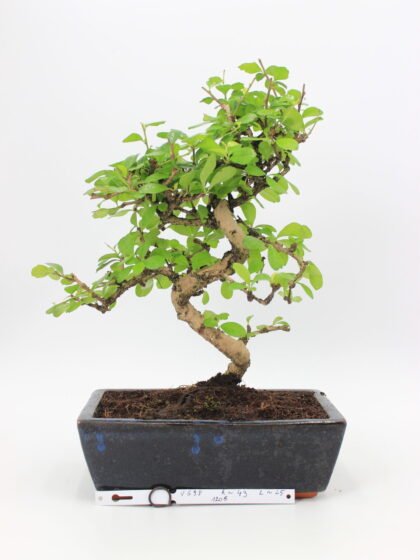 carmona bonsai