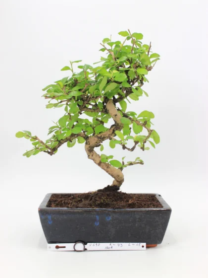 carmona bonsai