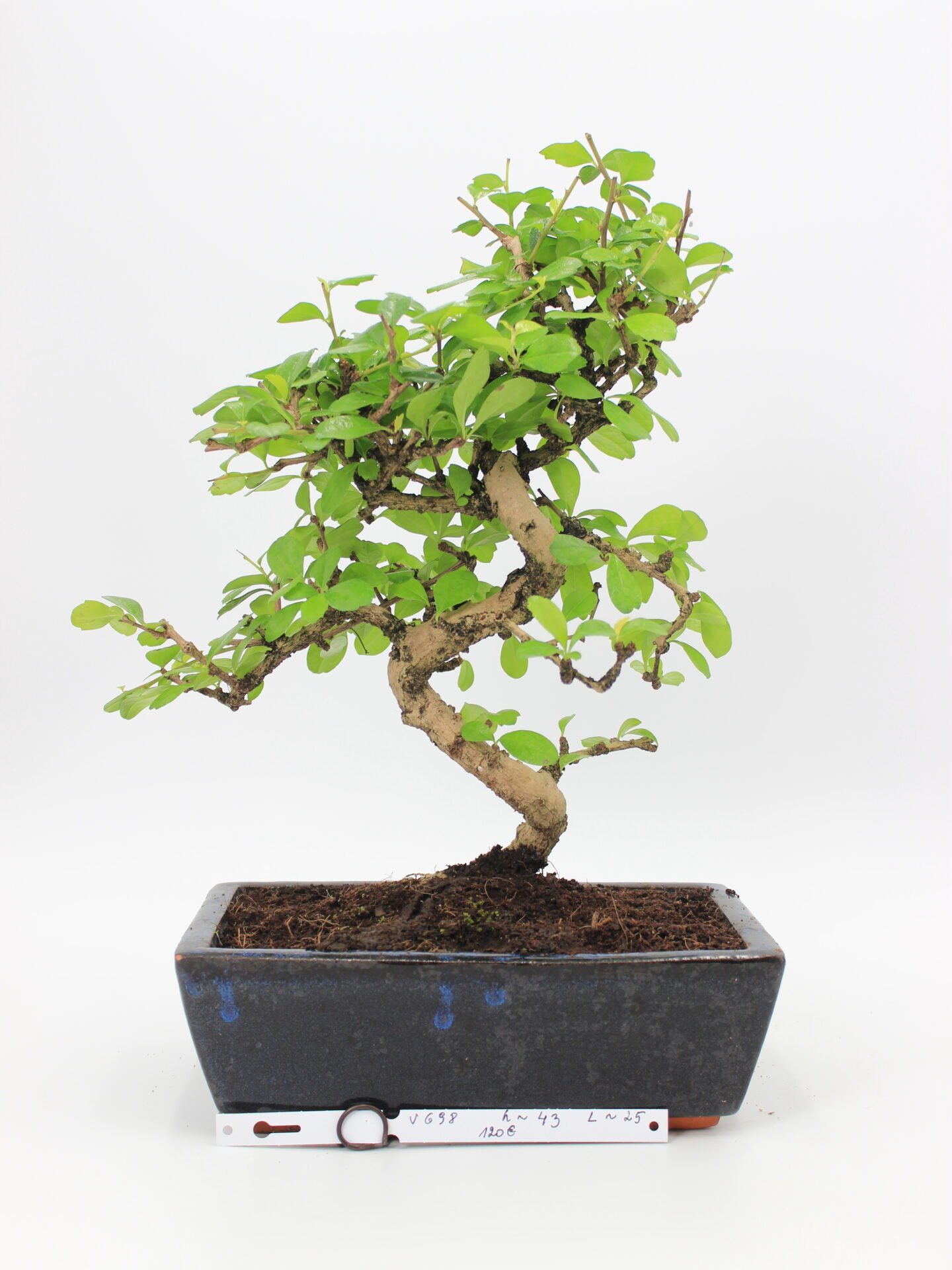carmona bonsai