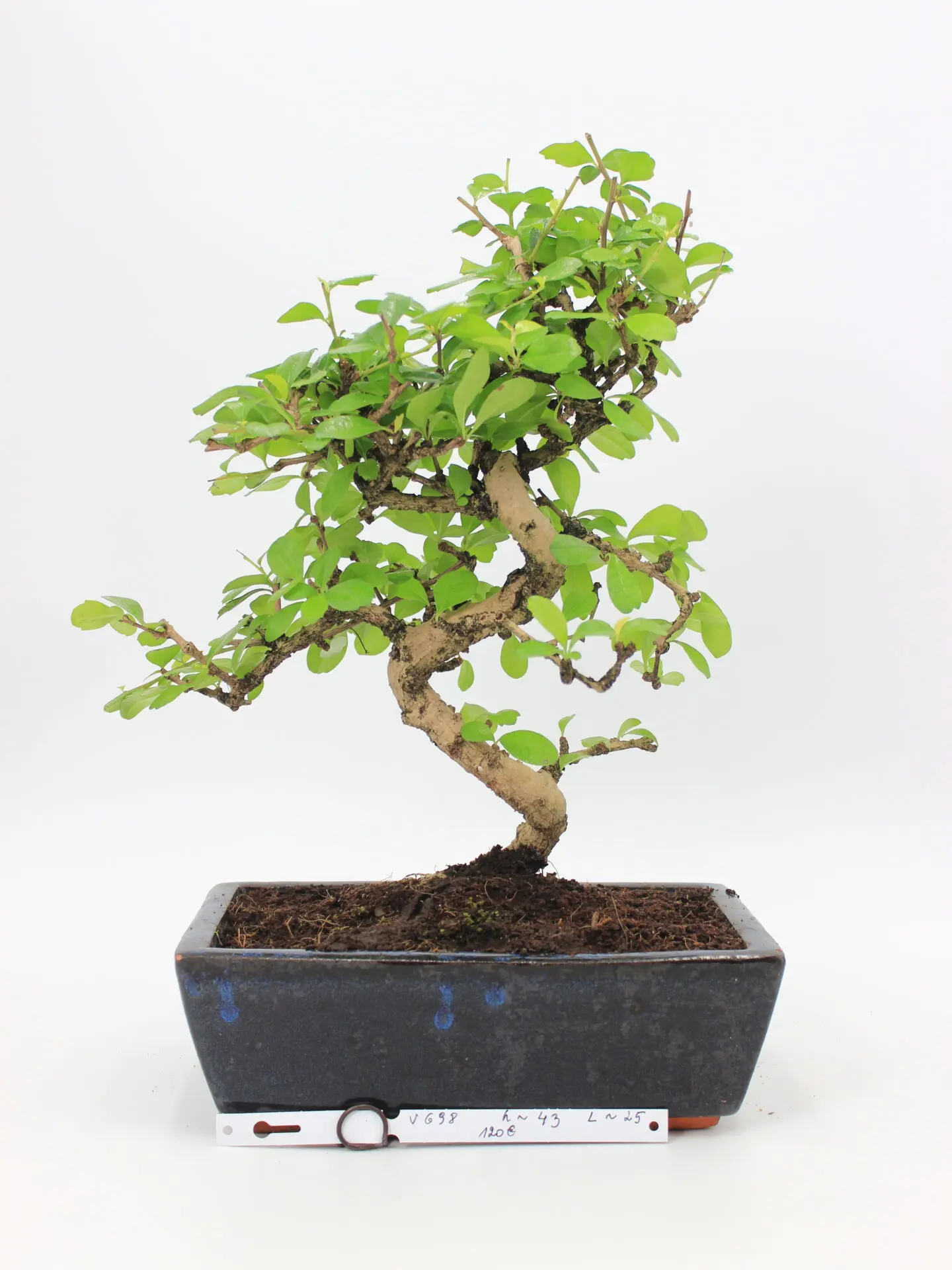carmona bonsai
