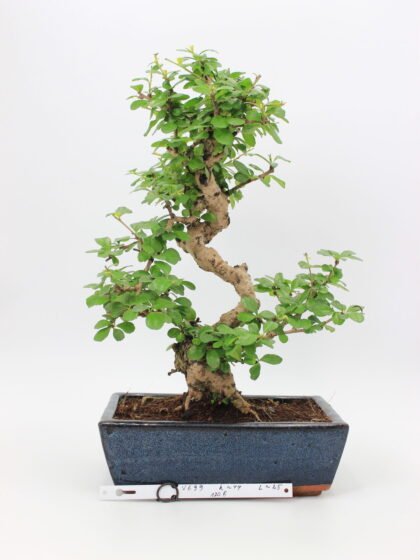 carmona bonsai