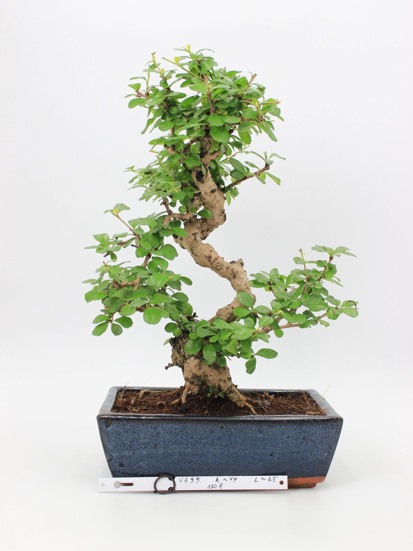 carmona bonsai