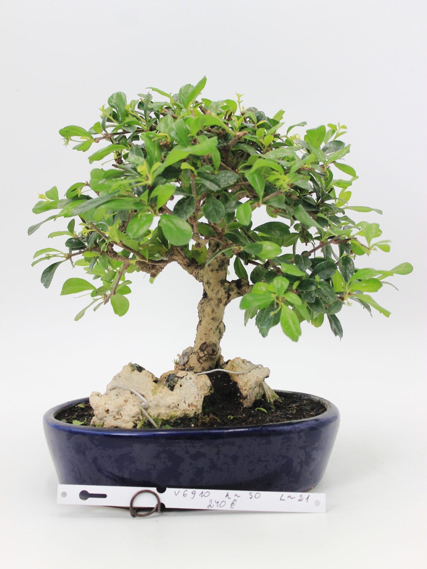carmona bonsai ant uolos