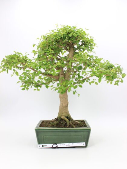 Ligustrum bonsai