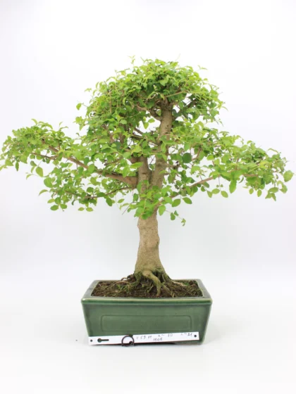 Ligustrum bonsai
