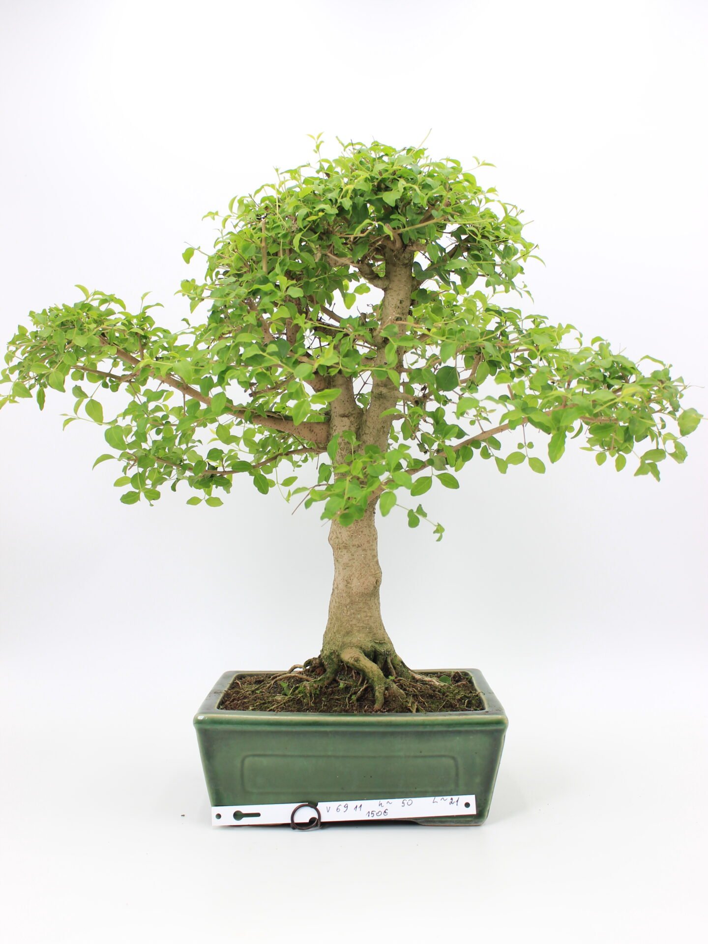 Ligustrum bonsai