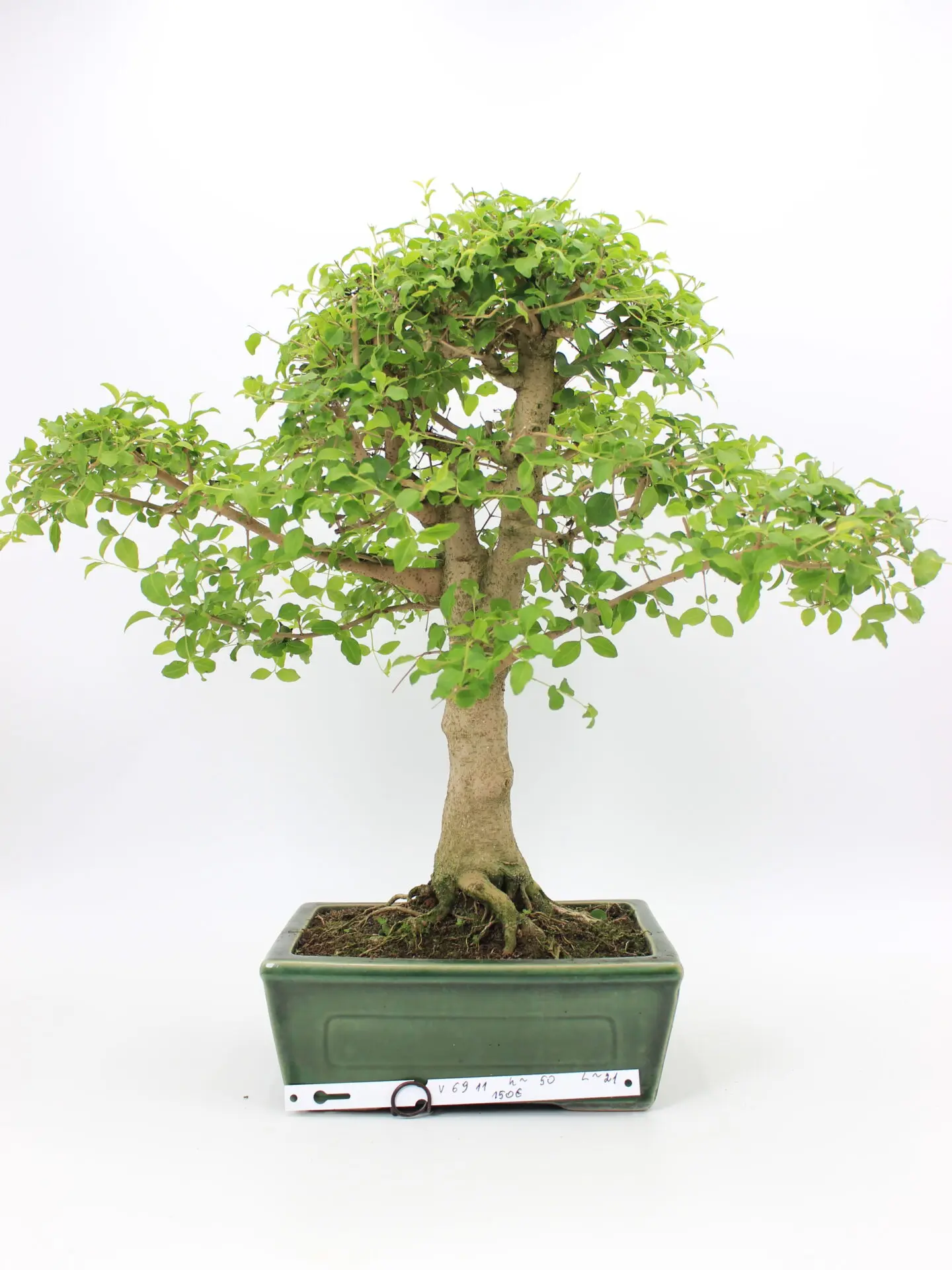 Ligustrum bonsai