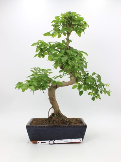 Ligustrum bonsai