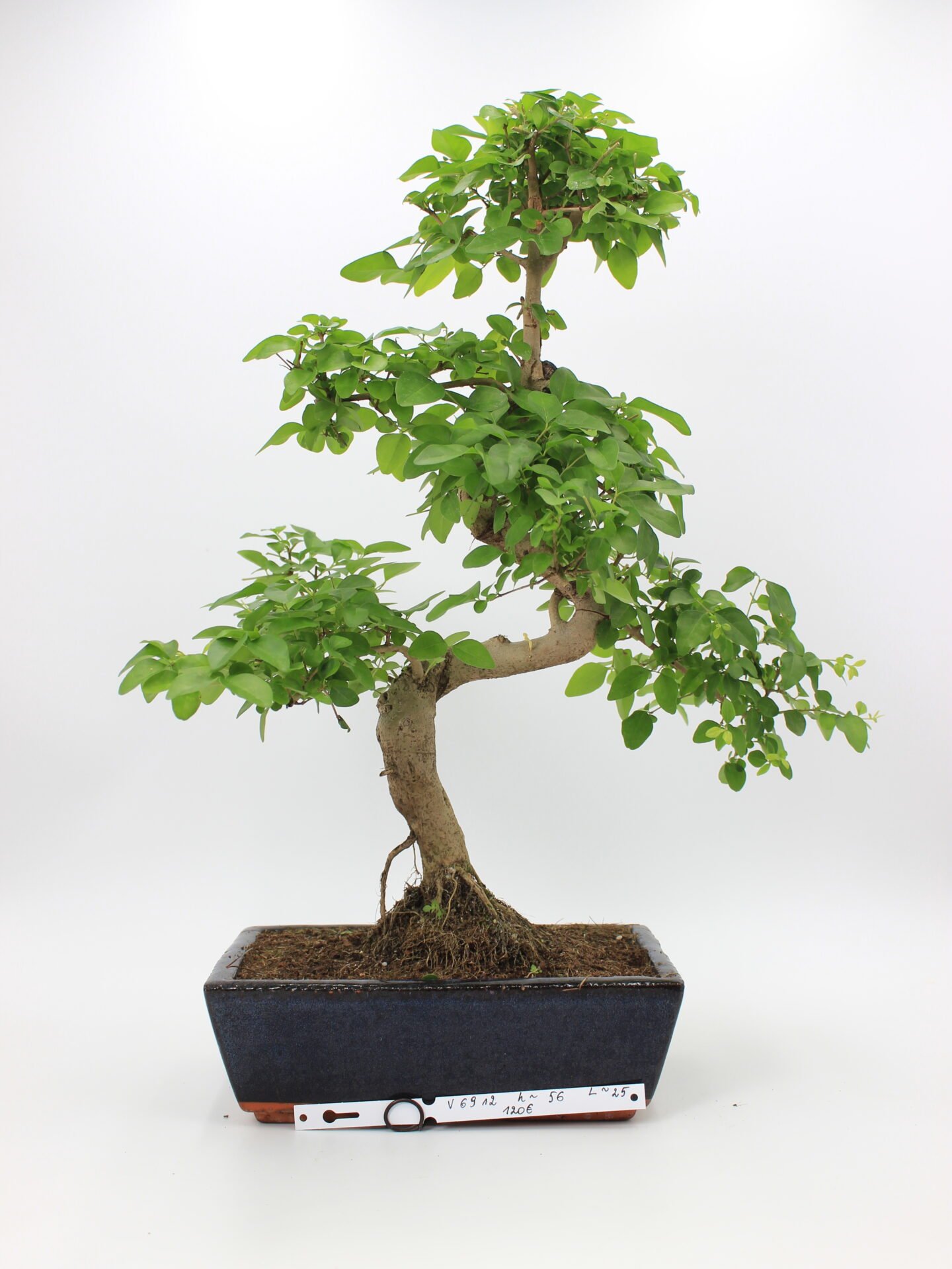 Ligustrum bonsai